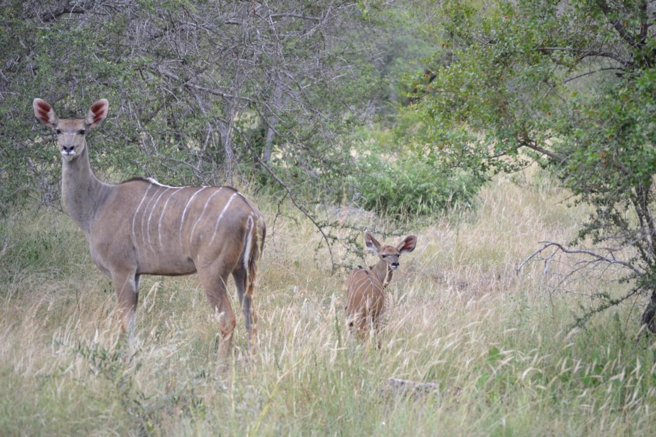 Mali Mali Safari Lodge Hoedspruit Ngoại thất bức ảnh