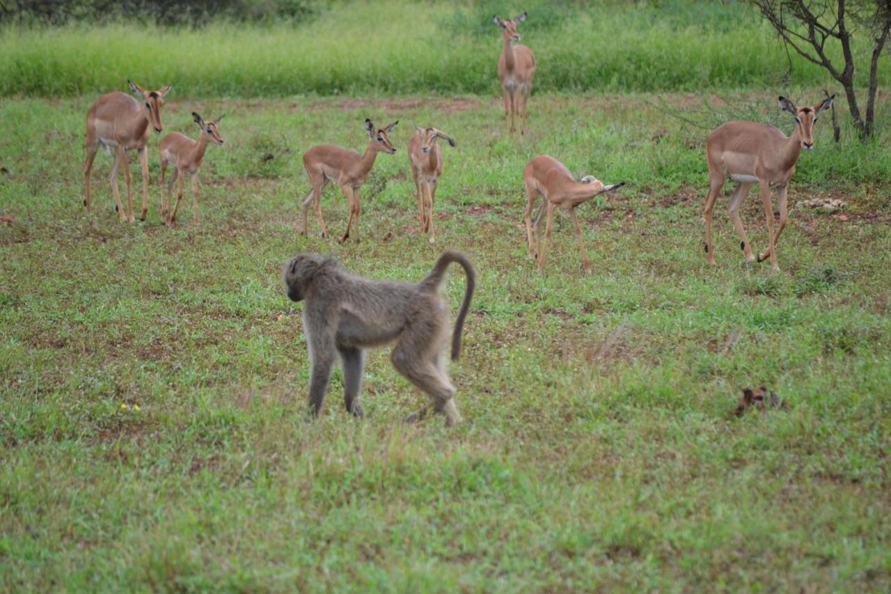 Mali Mali Safari Lodge Hoedspruit Ngoại thất bức ảnh