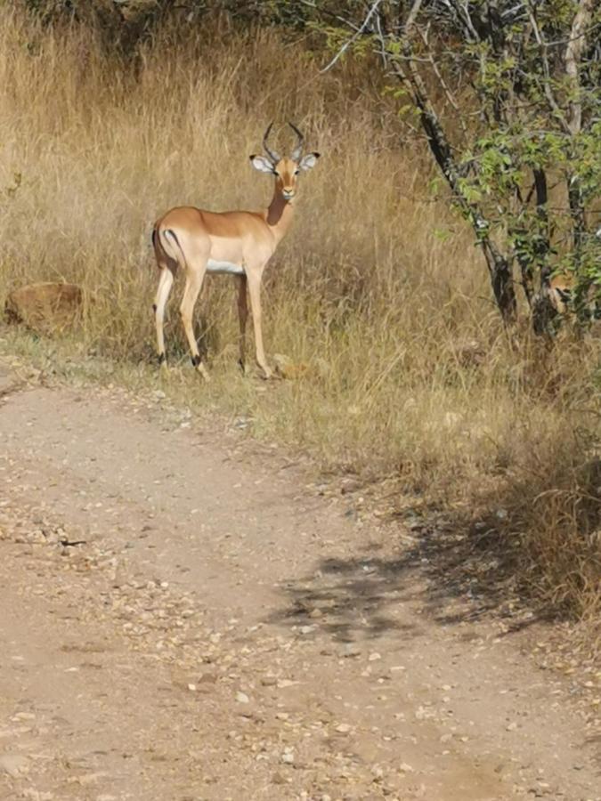 Mali Mali Safari Lodge Hoedspruit Ngoại thất bức ảnh