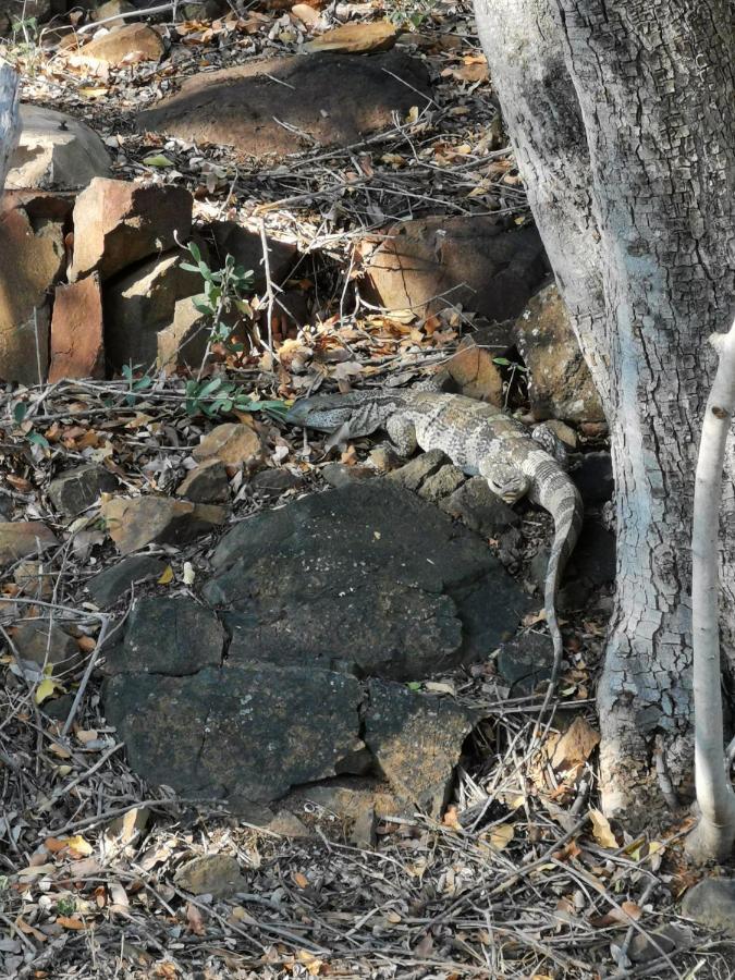 Mali Mali Safari Lodge Hoedspruit Ngoại thất bức ảnh