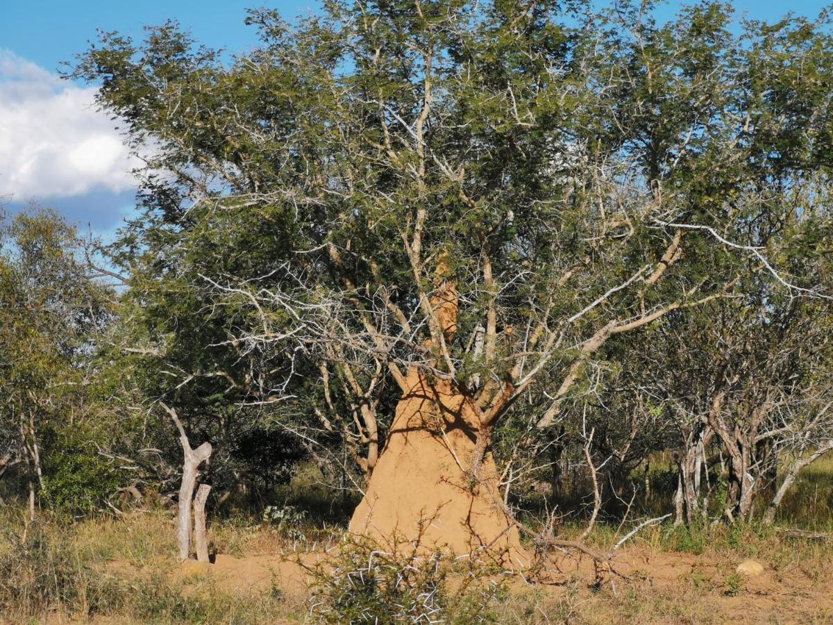 Mali Mali Safari Lodge Hoedspruit Ngoại thất bức ảnh