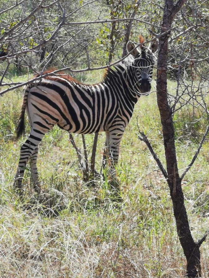 Mali Mali Safari Lodge Hoedspruit Ngoại thất bức ảnh